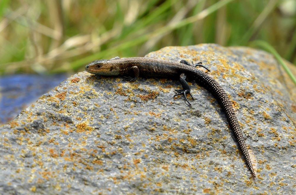 Common Lizard at Dry Rigg Quarry